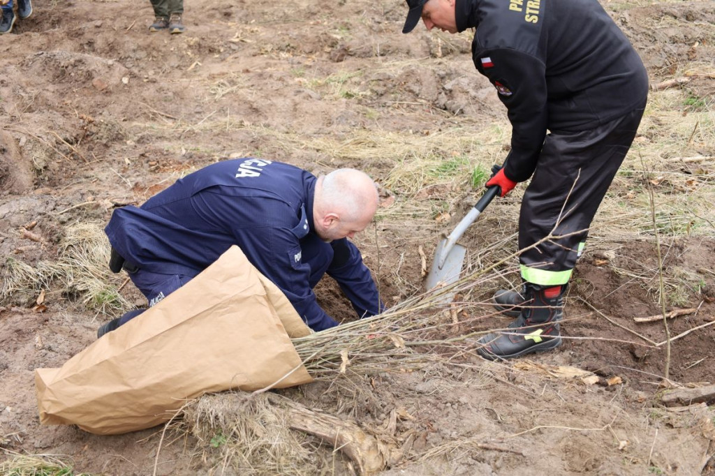 Sadzenie lasu w Leśnictwie Adamowo