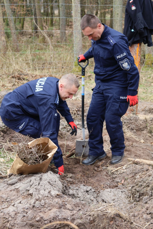 Sadzenie lasu w Leśnictwie Adamowo
