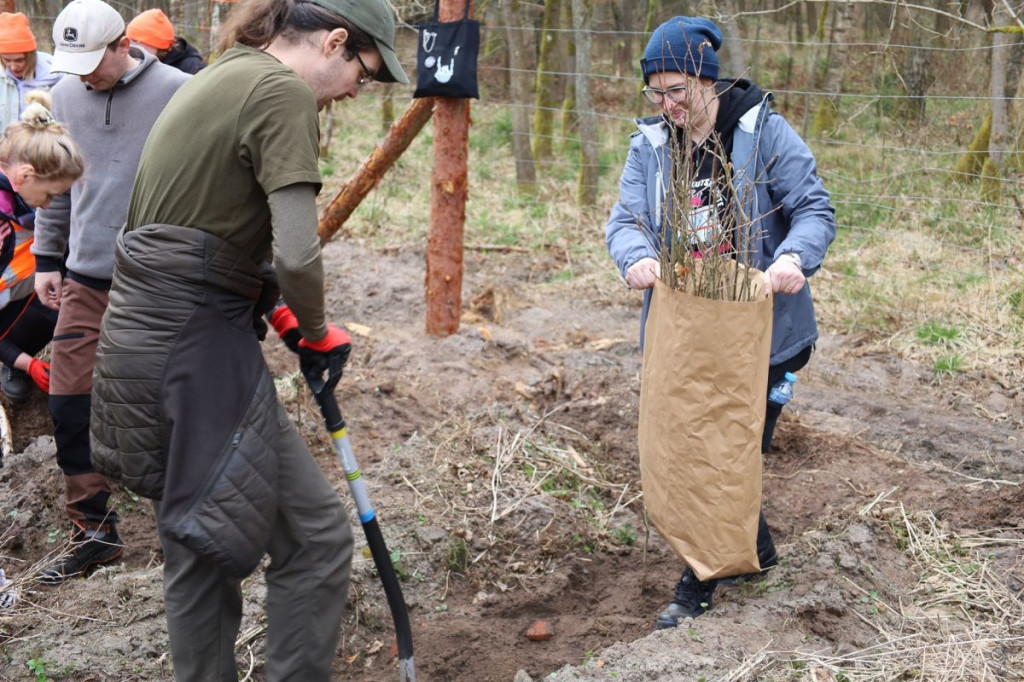 Sadzenie lasu w Leśnictwie Adamowo