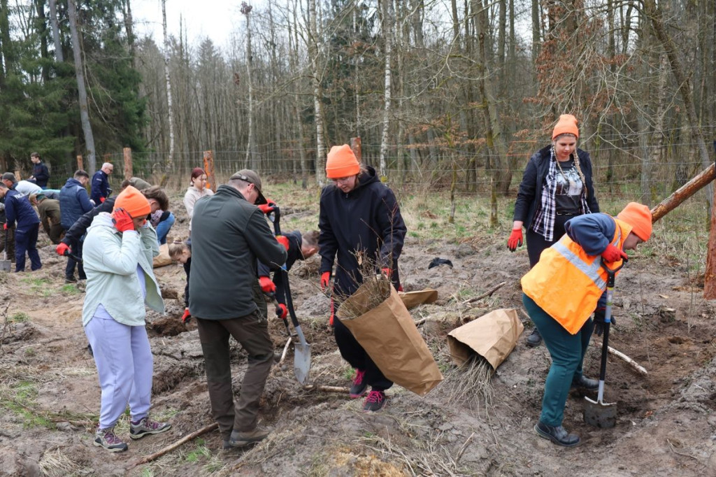 Sadzenie lasu w Leśnictwie Adamowo