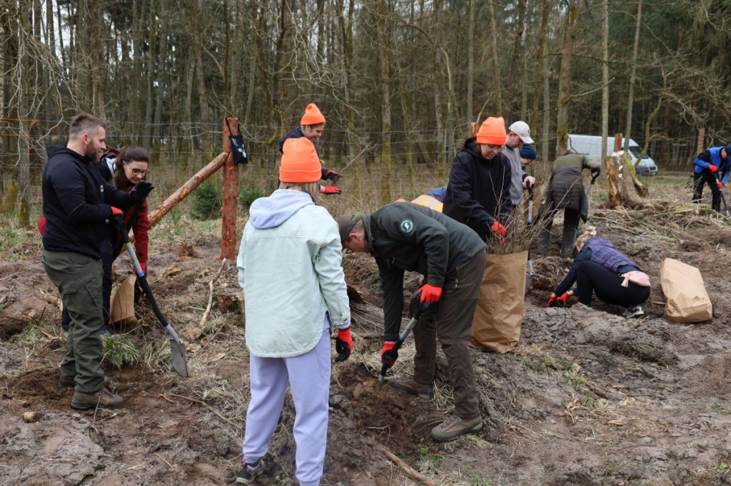 Sadzenie lasu w Leśnictwie Adamowo