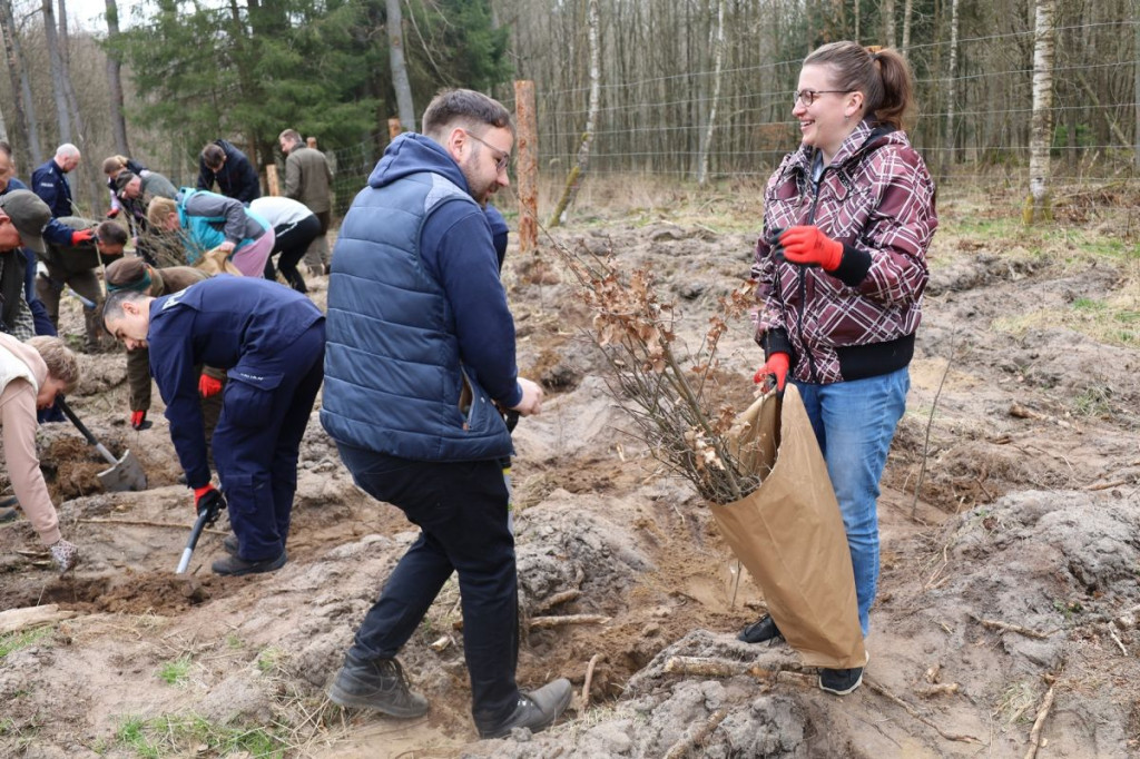 Sadzenie lasu w Leśnictwie Adamowo