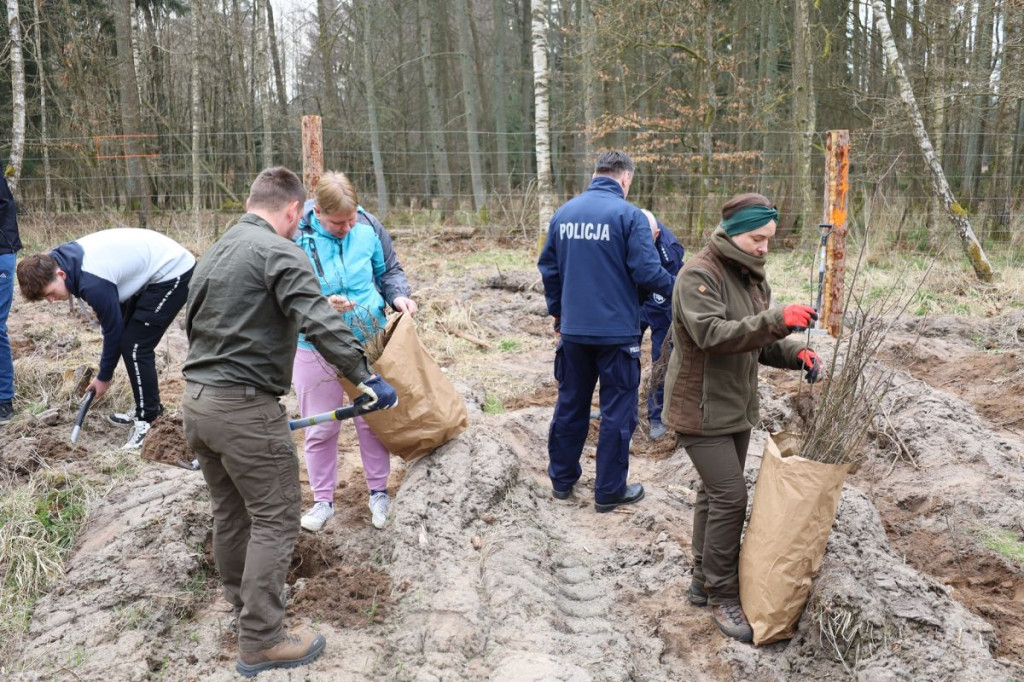 Sadzenie lasu w Leśnictwie Adamowo