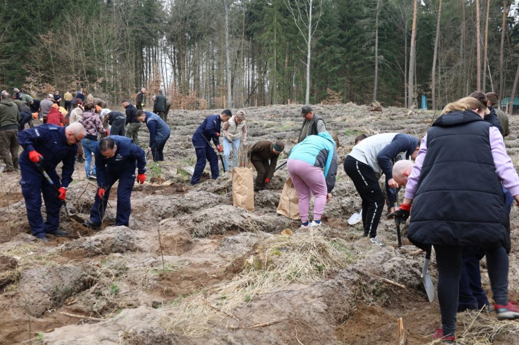Sadzenie lasu w Leśnictwie Adamowo