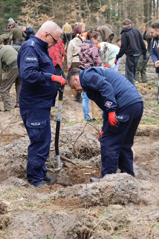 Sadzenie lasu w Leśnictwie Adamowo