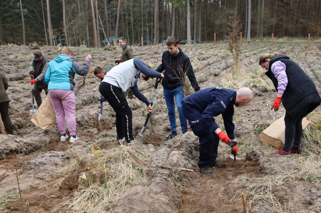 Sadzenie lasu w Leśnictwie Adamowo