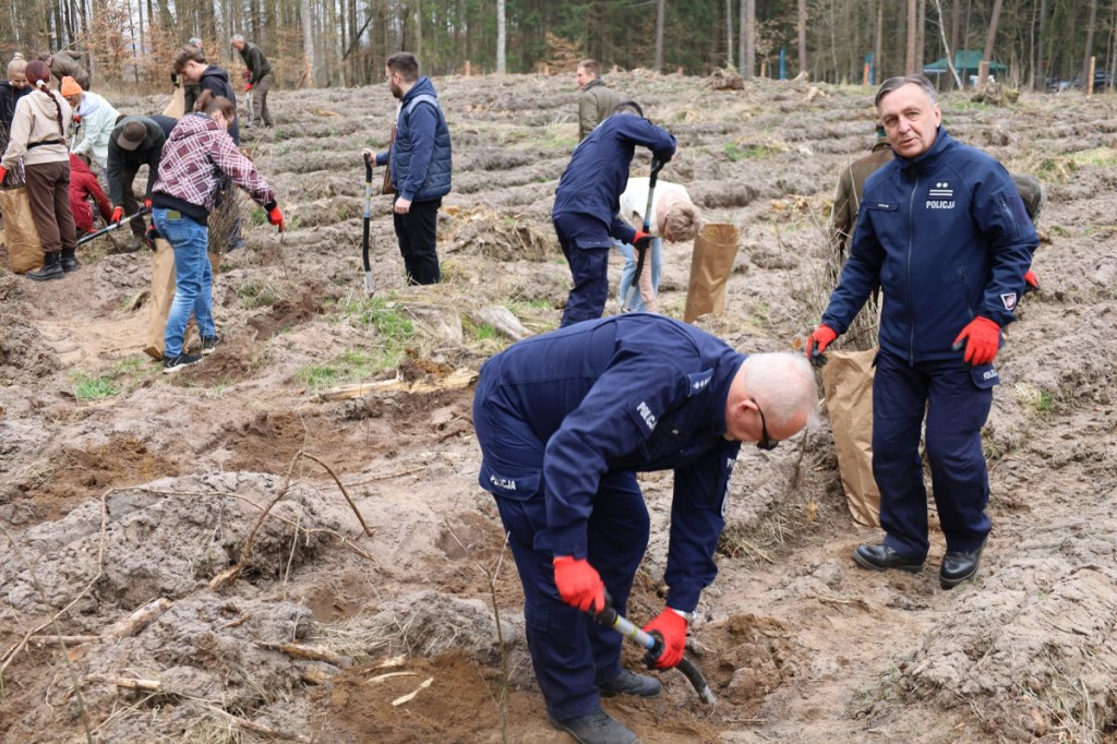 Sadzenie lasu w Leśnictwie Adamowo