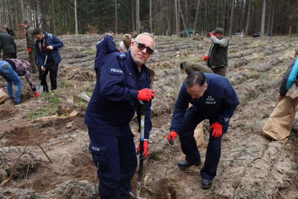 Sadzenie lasu w Leśnictwie Adamowo