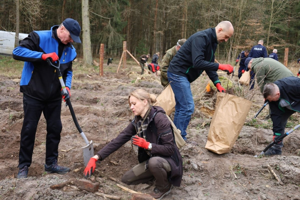 Sadzenie lasu w Leśnictwie Adamowo