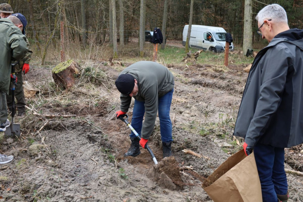 Sadzenie lasu w Leśnictwie Adamowo