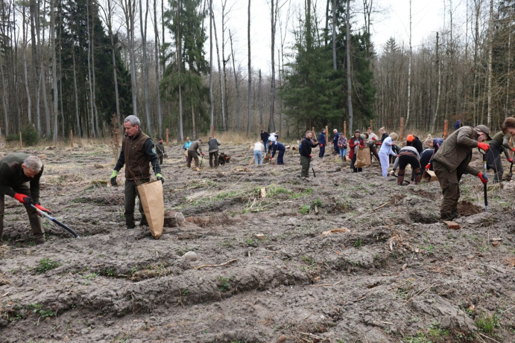 Sadzenie lasu w Leśnictwie Adamowo