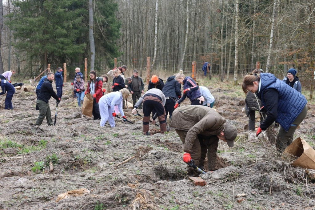 Sadzenie lasu w Leśnictwie Adamowo