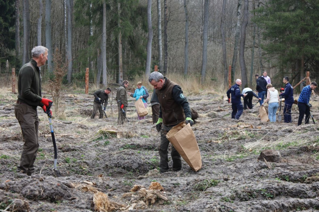 Sadzenie lasu w Leśnictwie Adamowo