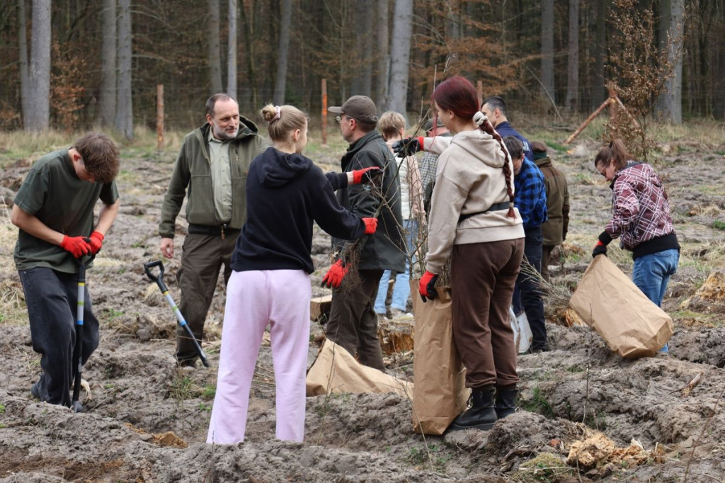 Sadzenie lasu w Leśnictwie Adamowo