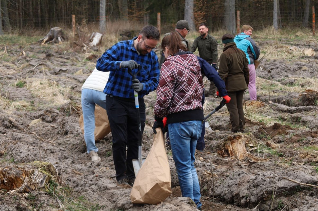 Sadzenie lasu w Leśnictwie Adamowo