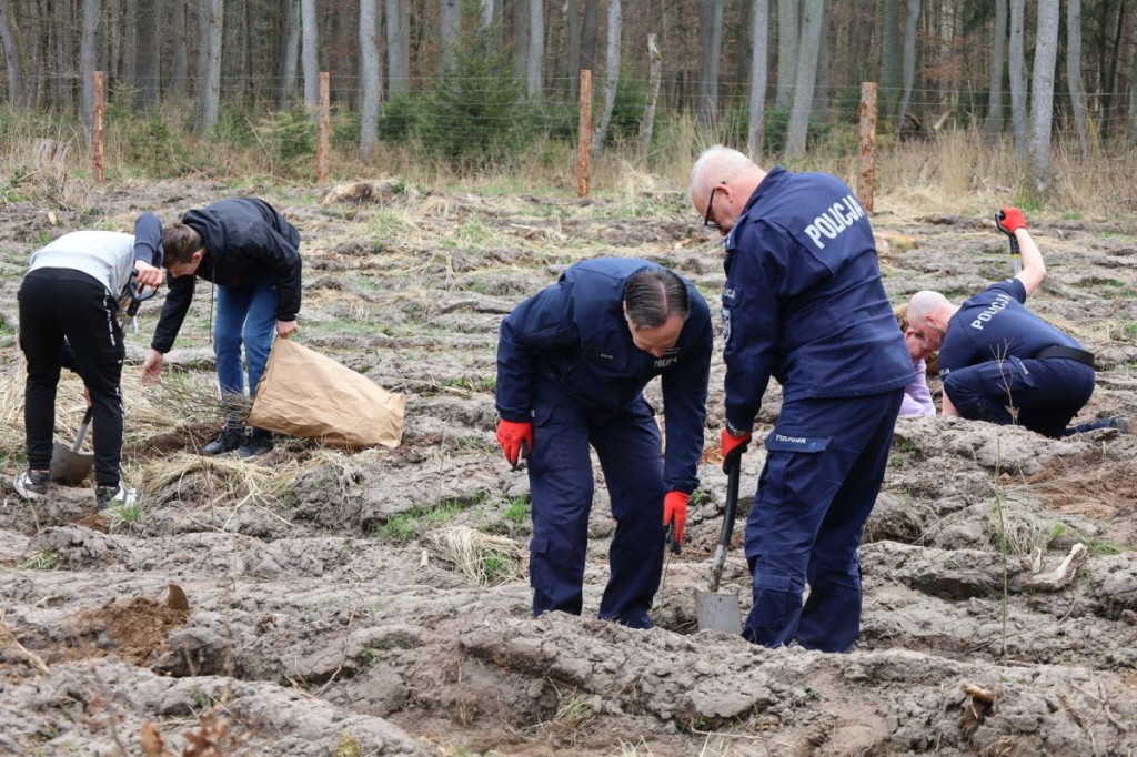 Sadzenie lasu w Leśnictwie Adamowo
