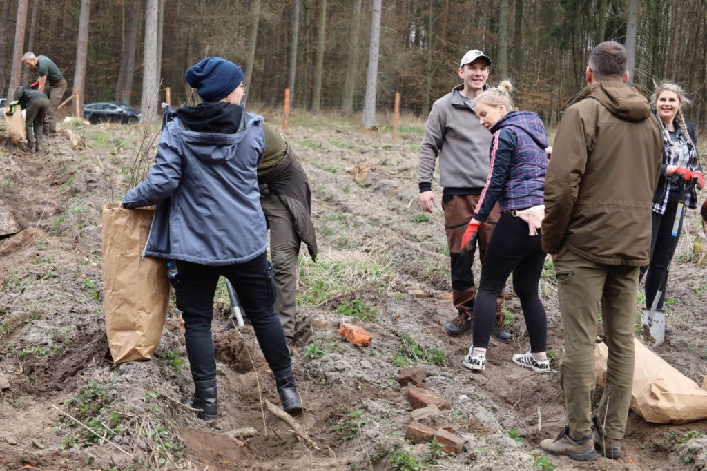 Sadzenie lasu w Leśnictwie Adamowo