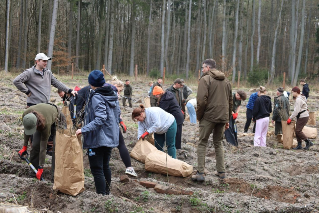 Sadzenie lasu w Leśnictwie Adamowo