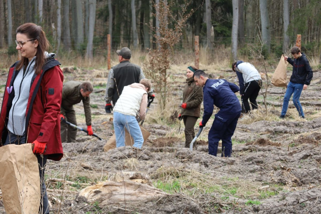 Sadzenie lasu w Leśnictwie Adamowo