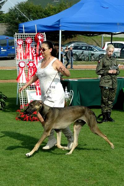 Klubowe Wystawy Psów Ras Polskich - Więcbork 2015