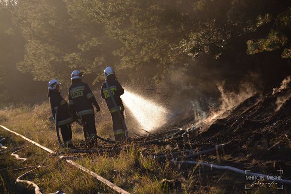 Pożar lasu w Dorotowie