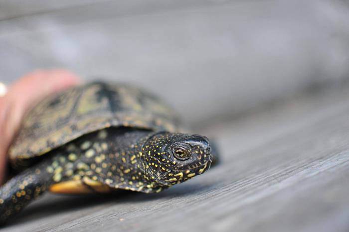 Jeziorki ostoją polskiego żółwia błotnego