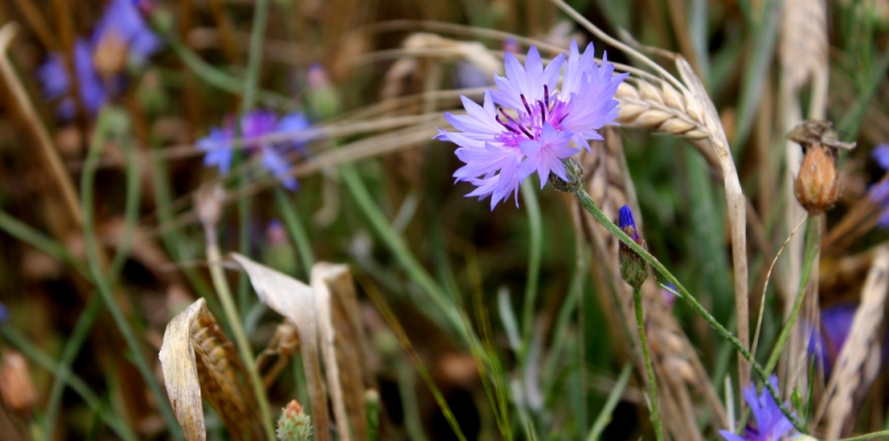 Więcbork: Pożyteczne Owady - PÓŁKOLONIE LETNIE - fot. MGOK Więcbork