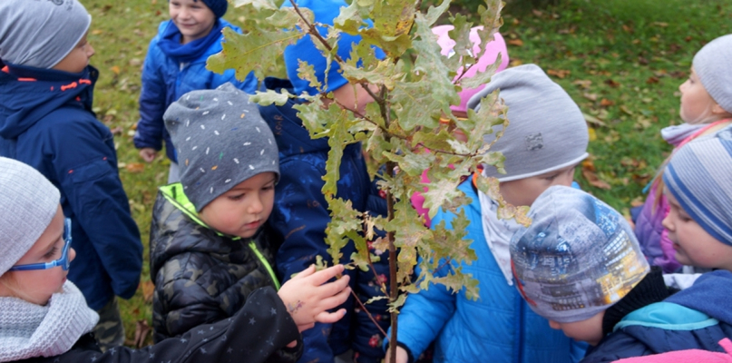Obchody Światowego Dnia Drzew w "Bajce"