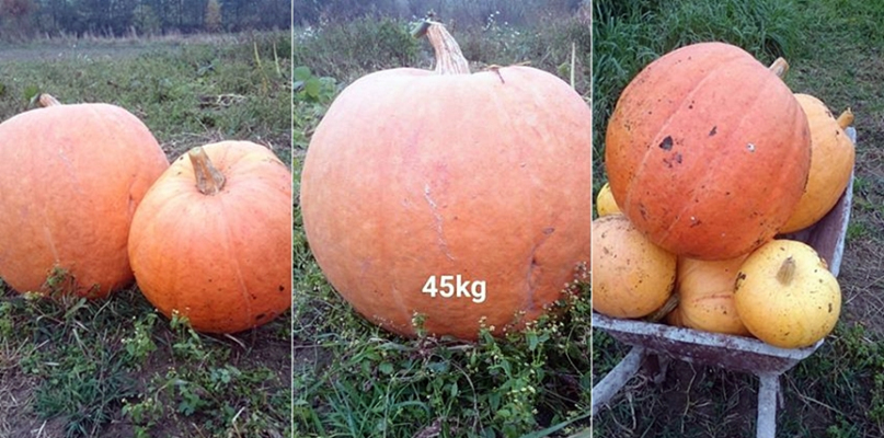 Dynia gigant z przydomowego ogródka - fot. Lucyna Kerl