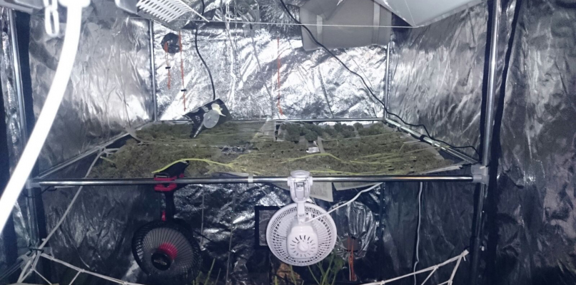 Piła: Zlikwidowali profesjonalną uprawę konopi indyjskich - fot. KPP Piła