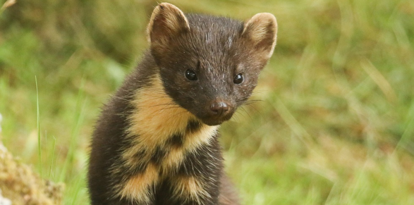 Kuny ? uciążliwe drapieżniki