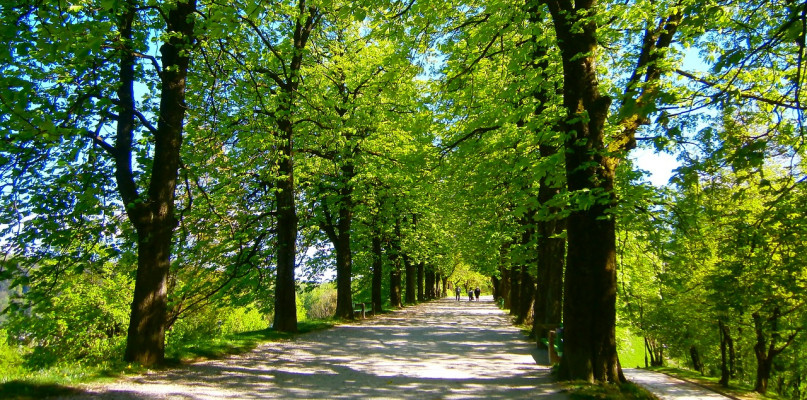 Znów sadzimy kilka drzew... - fot. ValentinaLJ z Pixabay