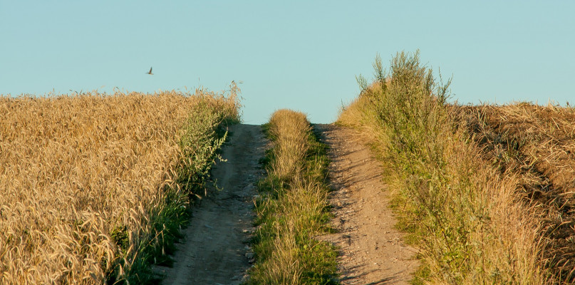 Można składać wnioski suszowe - fot. Pixabay