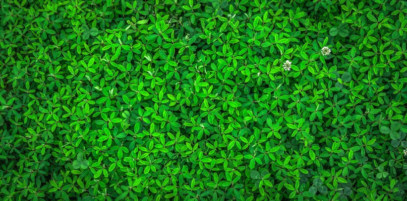 Czy przydomowa oczyszczalnia to to samo co szambo ekologiczne?