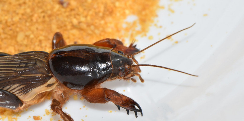 Turkuć podjadek - zmora naszych ogrodów