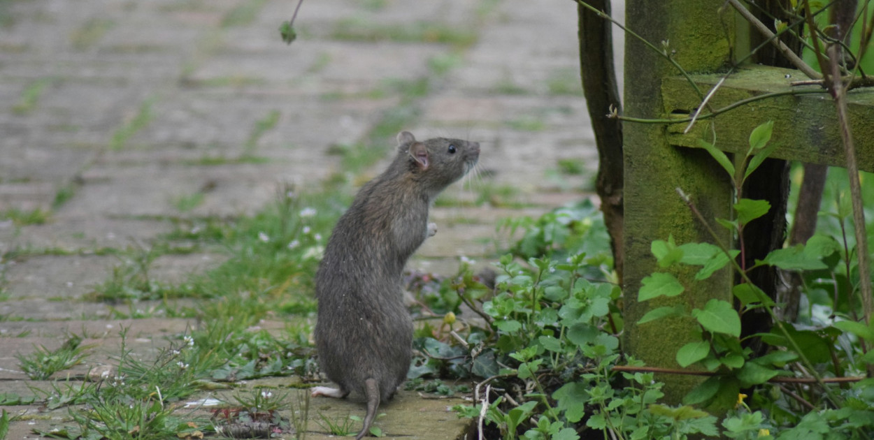 Jak walczyć z gryzoniami w domku letniskowym?
