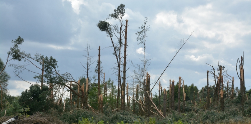 Zniszczenia w Puszczy Piskiej były mniejsze niż te, które powstały w naszych lasach. Skutki usuwano tam przez osiem lat - fot. Marcin Misiak