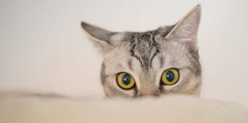 Kocie piękności w Zielonych Arkadach - fot. Pixabay