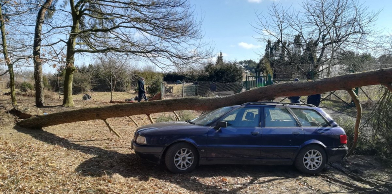 Drzewo przewróciło się na samochód osobowy - fot. KP PSP Człuchów