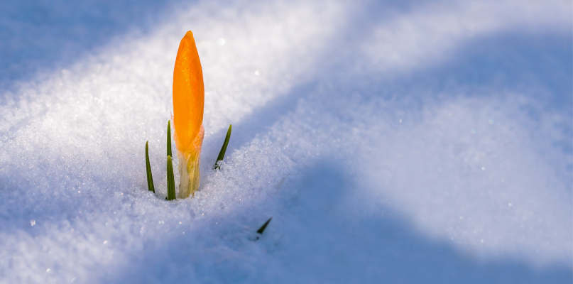 Zamiast wiosny, śnieg i porywisty wiatr powodujący zawieje - fot. Pixabay