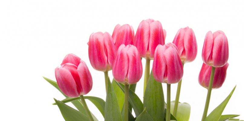 Jak dbać o tulipany? - fot. partnera