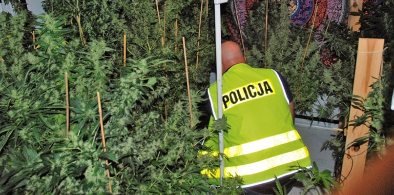 Zlikwidowali plantację marihuany - fot. KPP Człuchów