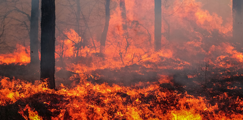Duże zagrożenie pożarowe w lasach - fot. www.gov.pl