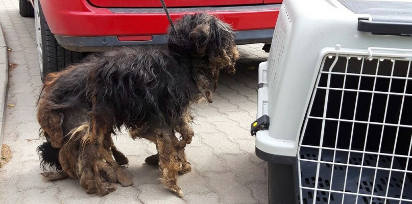 Koronowo: Interweniowali w sprawie skrajnie zaniedbanego psa - fot. OTOZ Animals - oddział kujawsko-pomorski