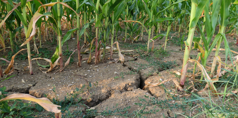 Pomoc dla gospodarstw rolnych poszkodowanych w wyniku suszy, huraganu, gradu, deszczu nawalnego, przymrozków wiosennych lub powodzi - fot. Pixabay