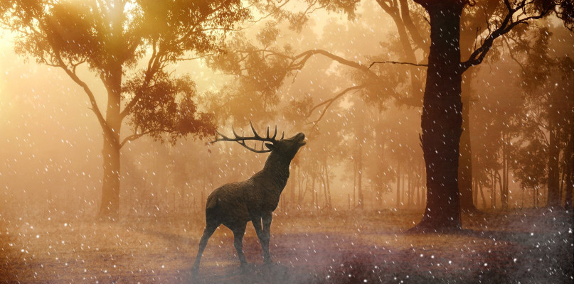 zdjęcie ilustracyjne - fot. PIXABAY
