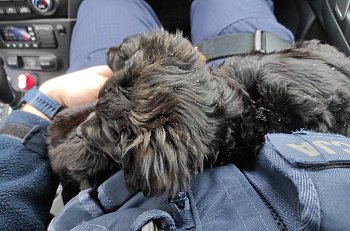 Uratowane od pewnej śmierci szczeniaki znalazły dom u policyjnych rodzin-3064