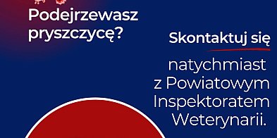Pryszczyca-27588