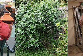 Policjanci z Człuchowa zlikwidowali domową plantację konopi-30472