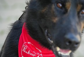 Piła: Niko został honorowym dawcą krwi-30993